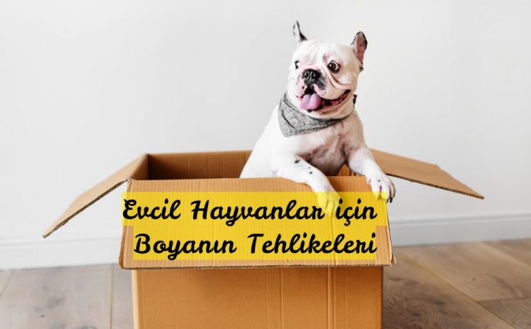  Evcil Hayvan Dostu Boyayı Seçmek İçin En İyi Kılavuz0 (0)